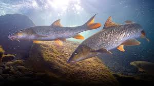 Summer Barbel Fishing: River Tactics That Work