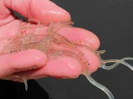 Anguillicoloides crassus