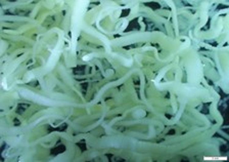 Schyzocotyle acheilognathi