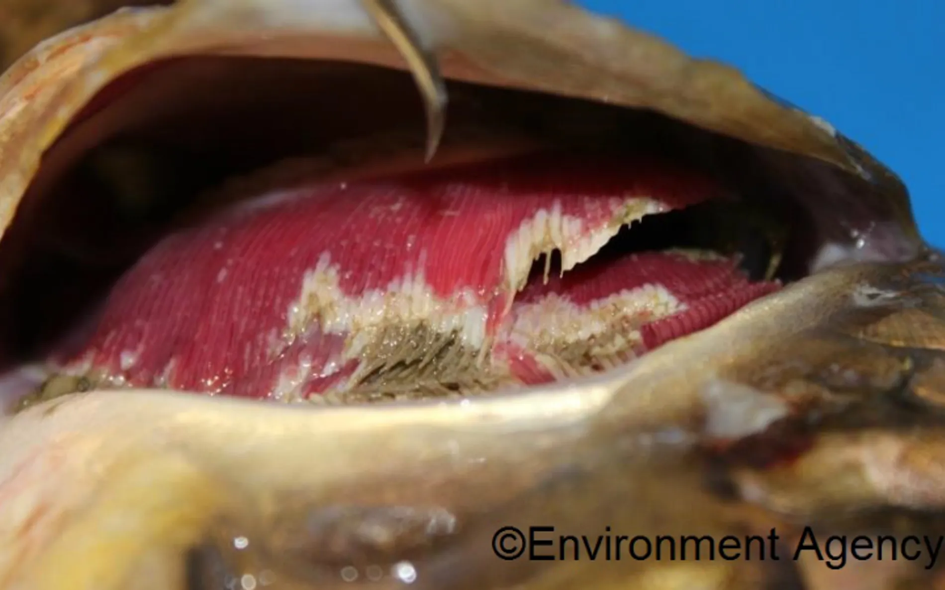 Koi Herpes Virus (KHV)