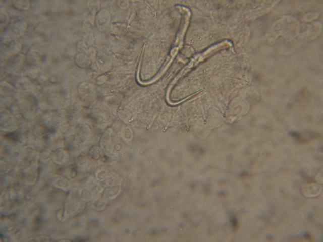 Gyrodactylus sprostonae