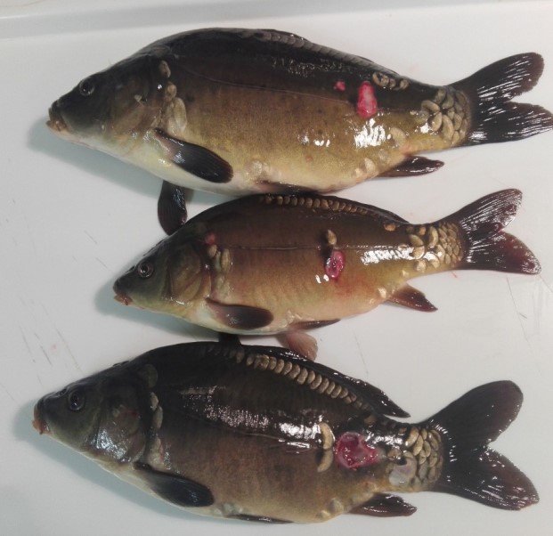 Skin ulcer caused by Aeromonas sobria bacterial infection on a common carp