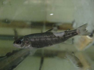White-grey lesions on a freshwater fish caused by Flavobacterium columnare columnaris infection