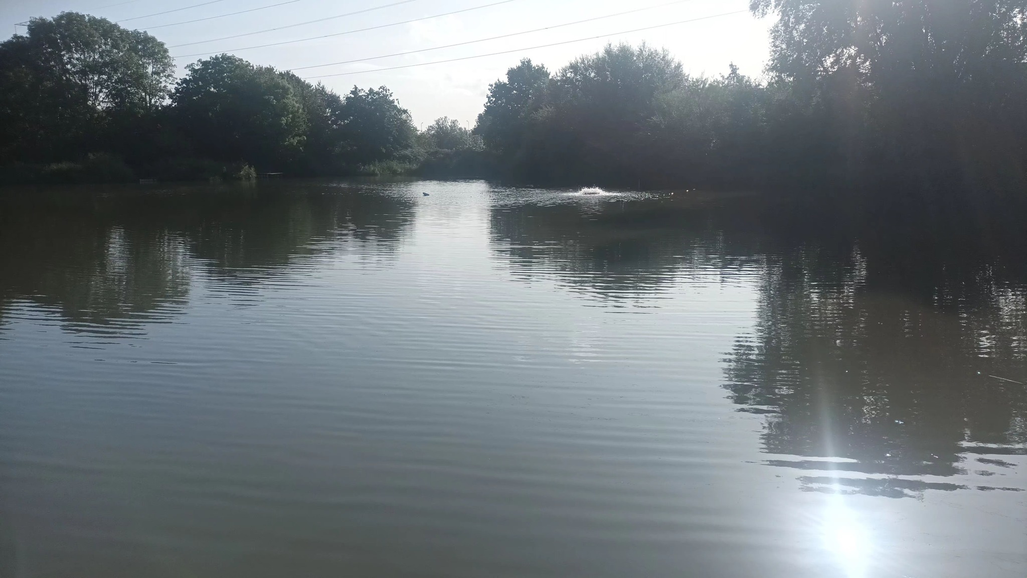 Image for Summer Lane Pond Pairs