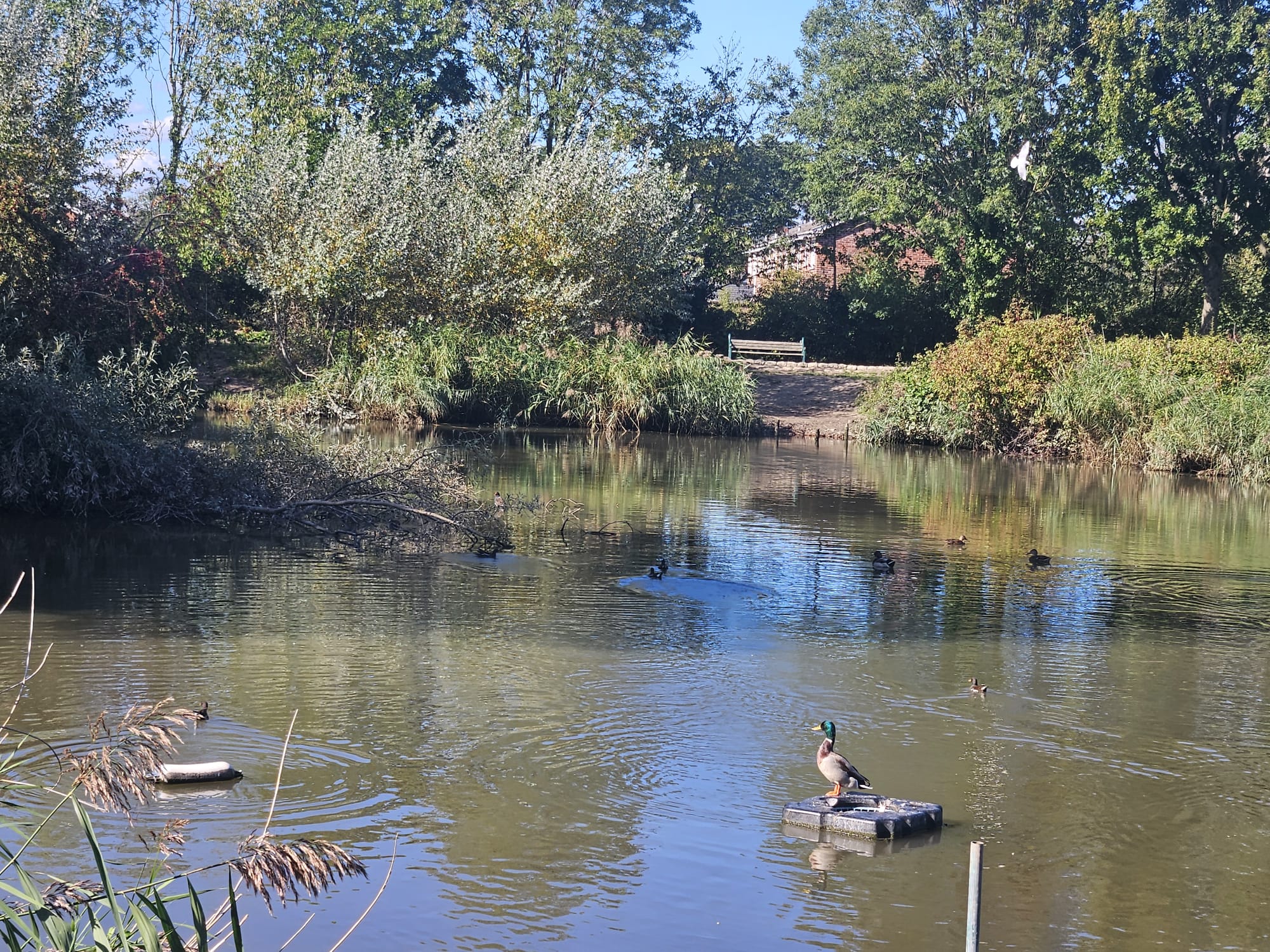 Image for Summer Lane Float Only