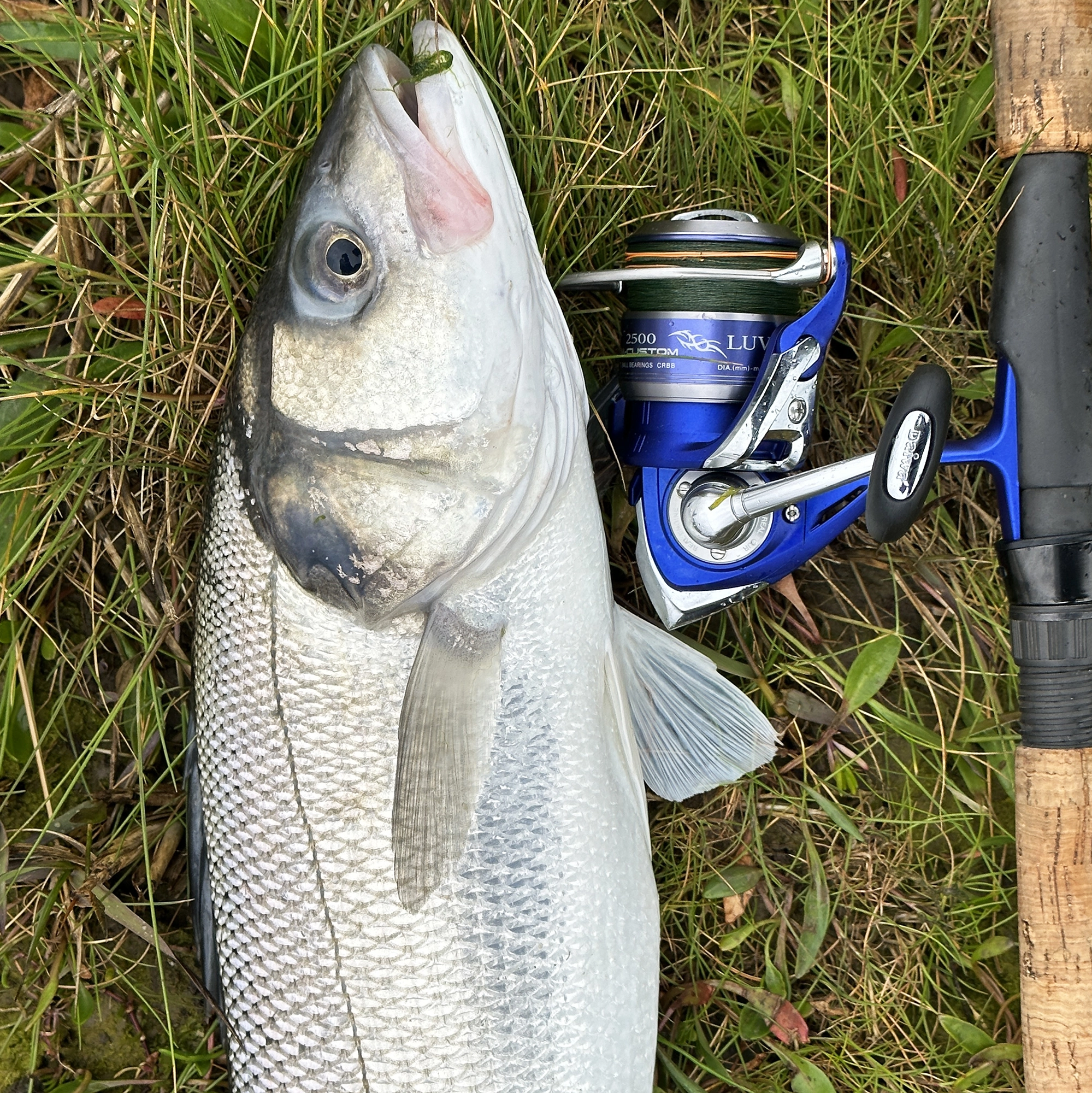 Image for Light tackle bass fishing