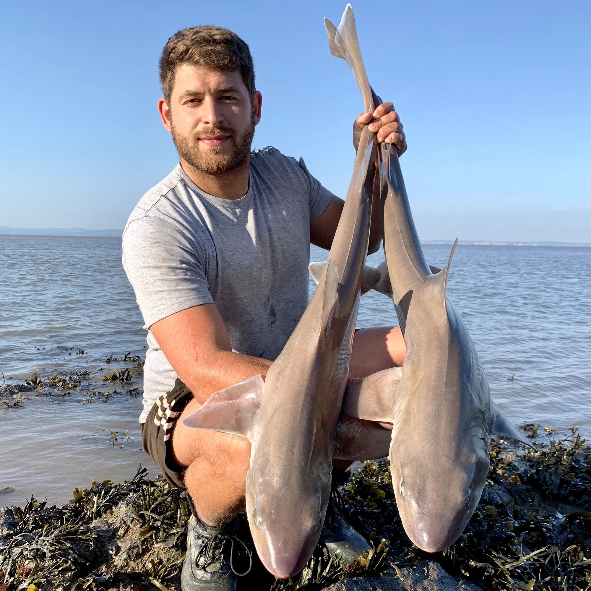 Image for Target Smoothhounds on the Bristol Channel