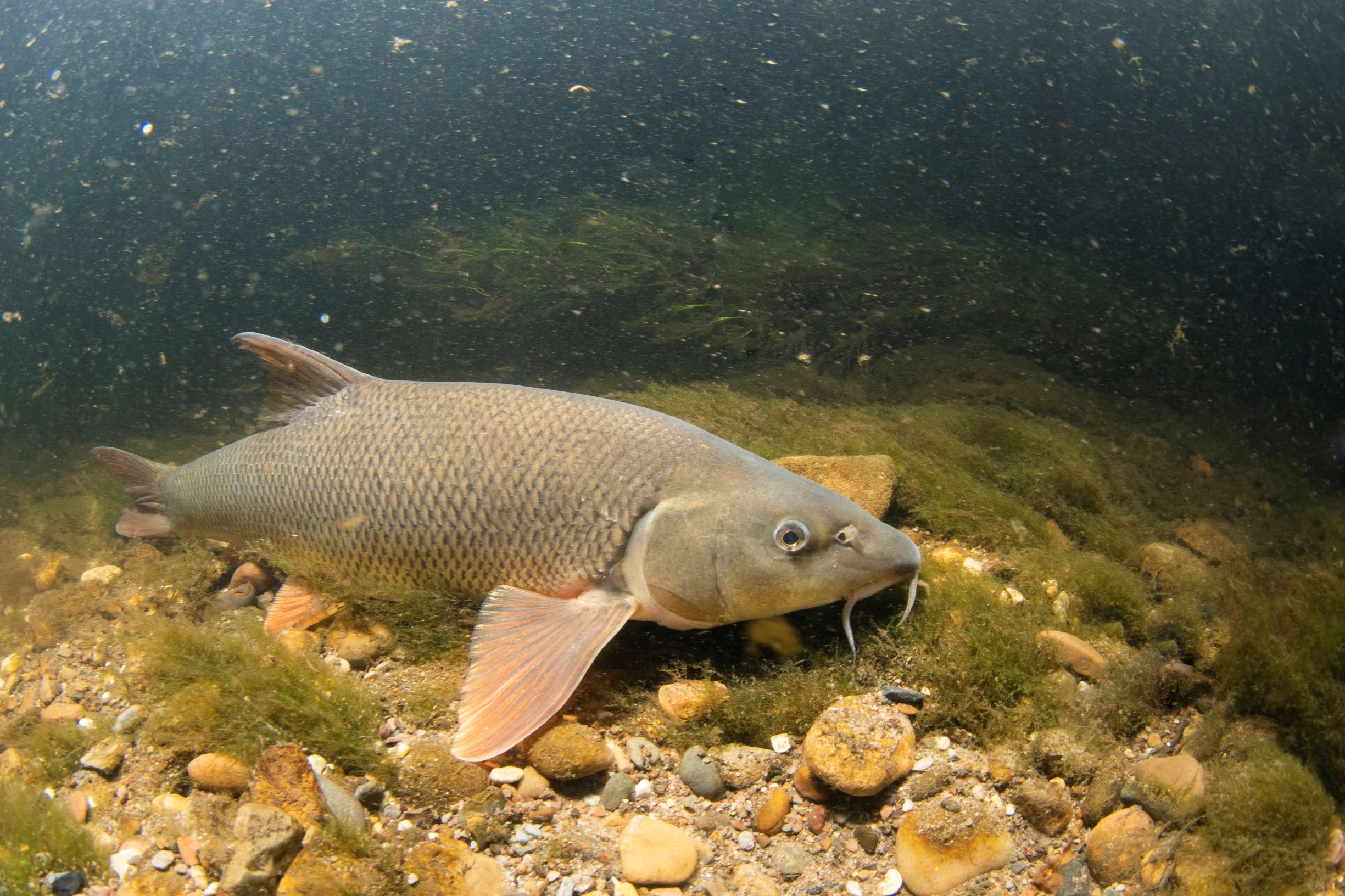 Barbel