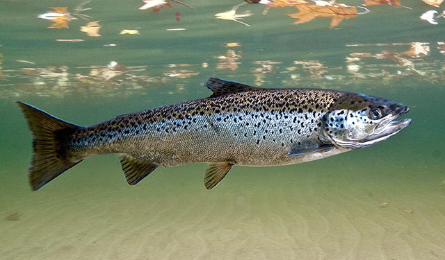 Atlantic Salmon