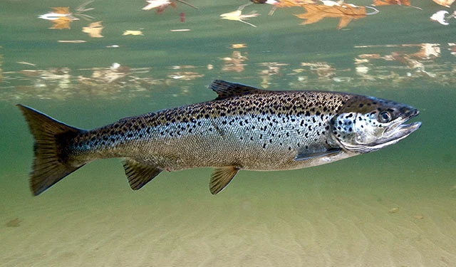Atlantic Salmon
