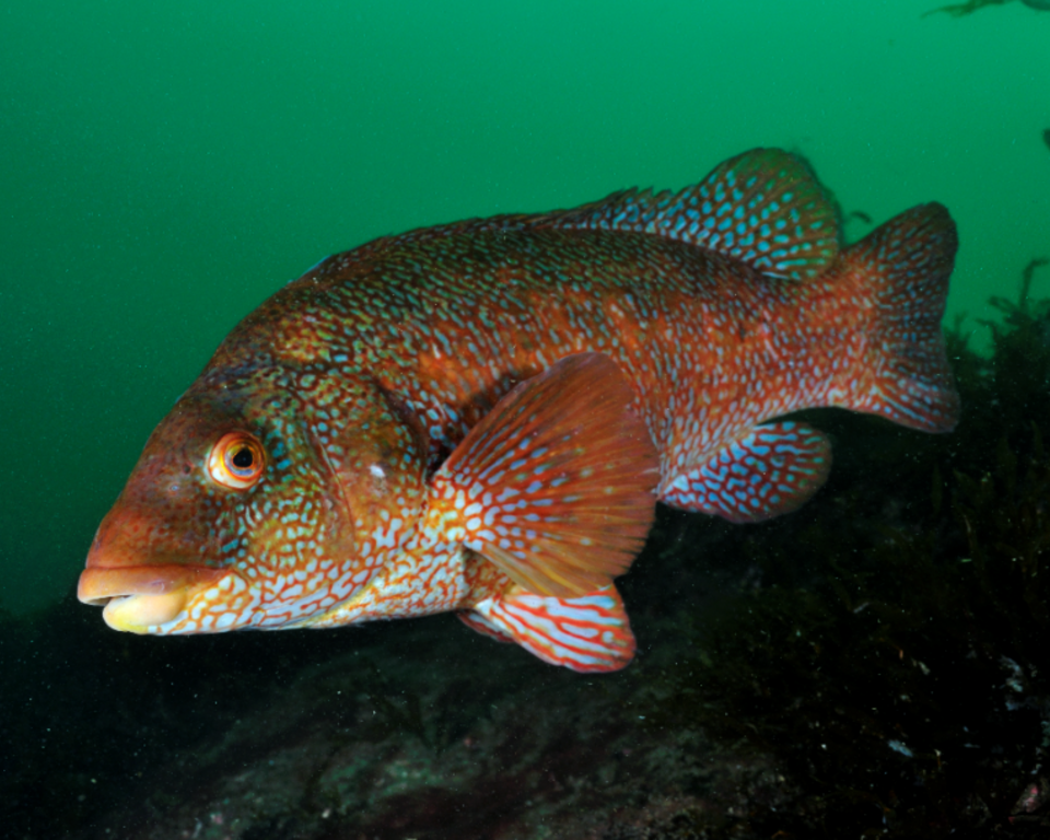 Ballan Wrasse
