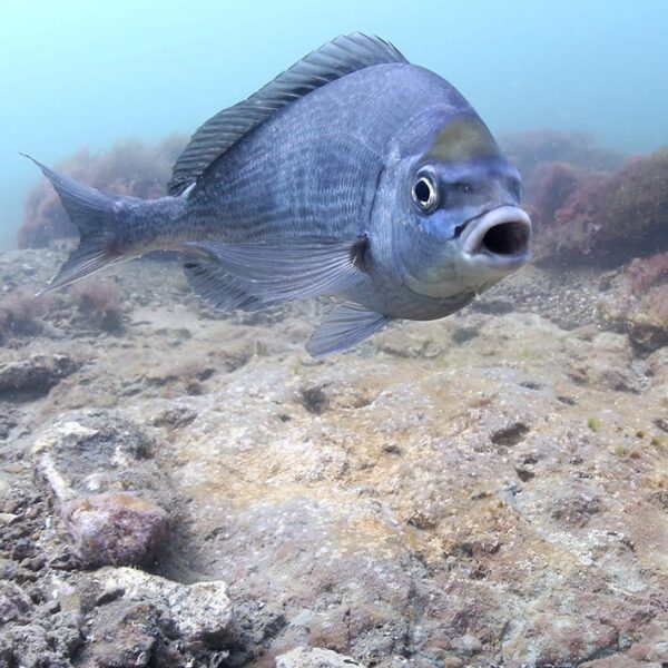 Black Bream
