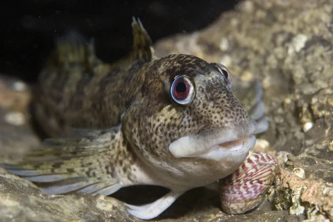 Blenny