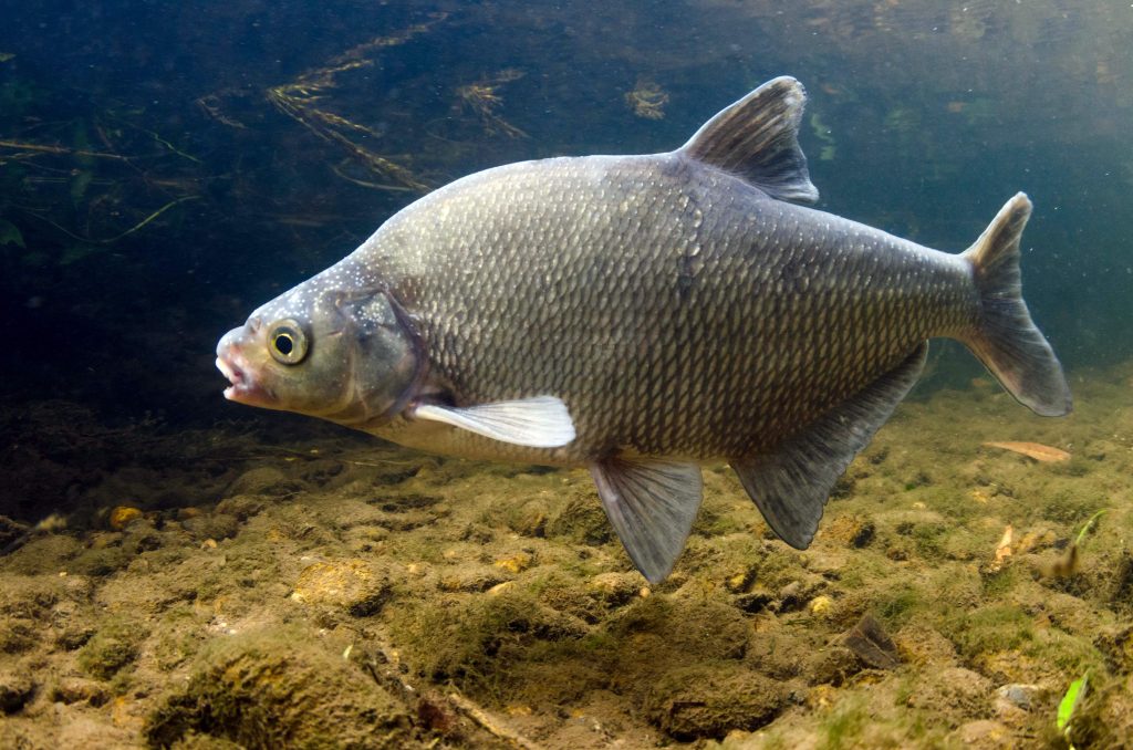 Bream ( Common )