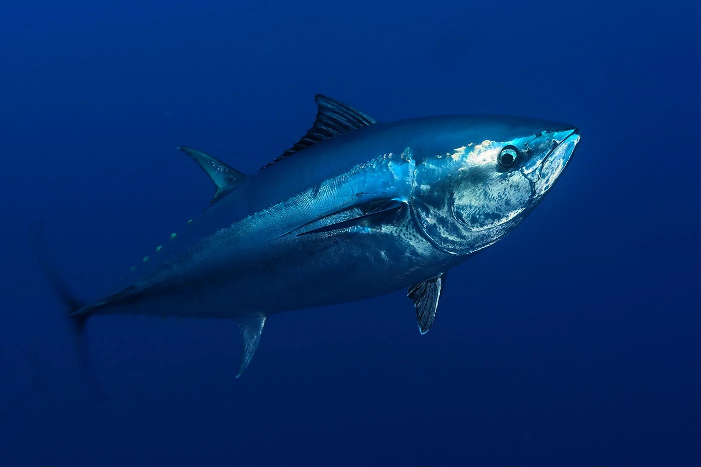 Atlantic Bluefin Tuna