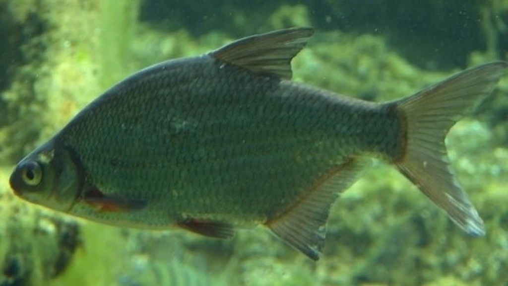 Bream ( Silver )