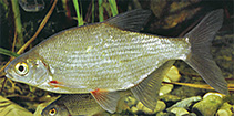 Bream ( White )