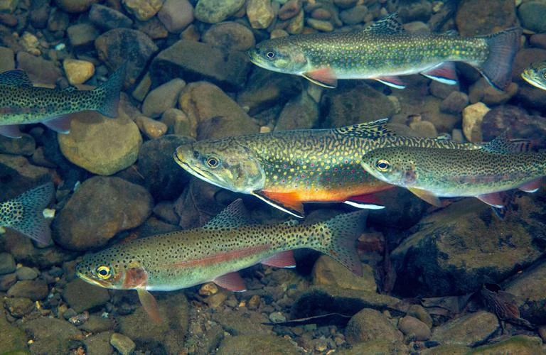 Brook Trout