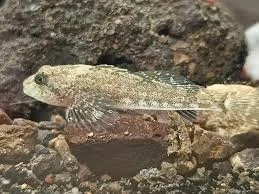 Bullhead