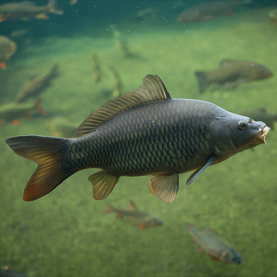 Carp ( Common )