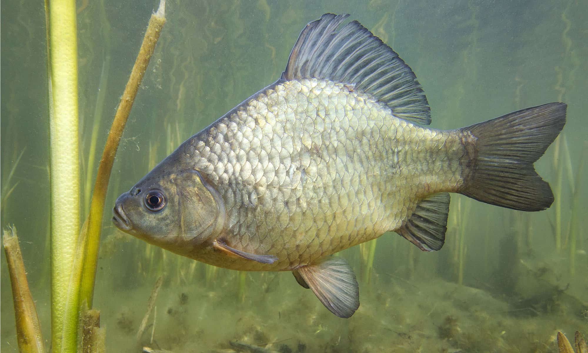 Carp ( Crucian )