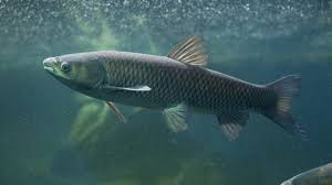 Carp ( Grass )