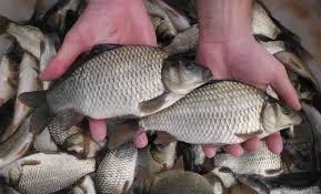 Carp ( F1 Hybrid )