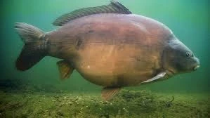 Carp ( Leather )