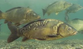 Carp ( Mirror )