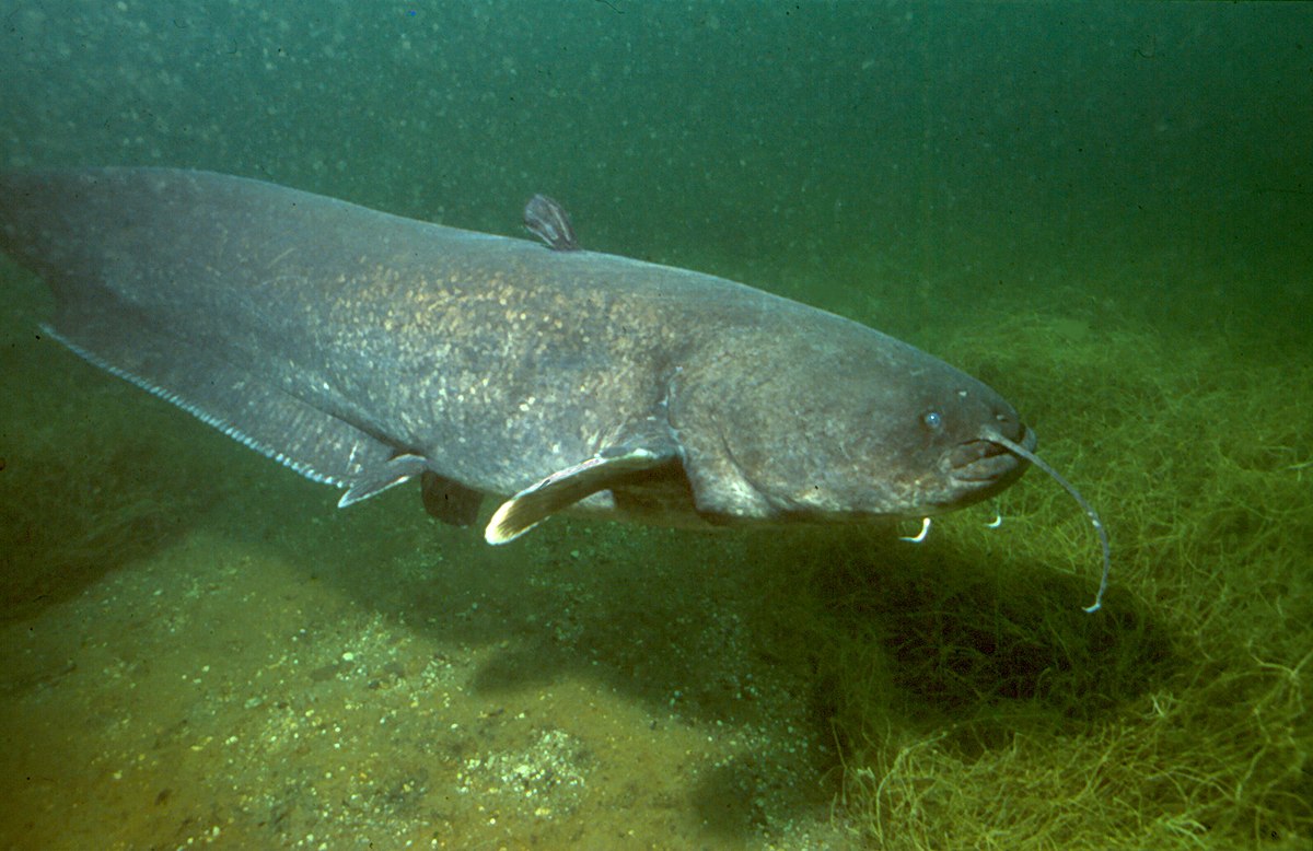 Catfish ( Wels )
