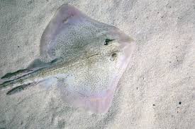 Common Skate 