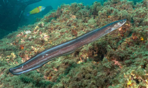 Conger Eel