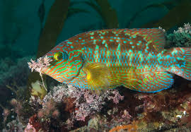 Corkwing Wrasse