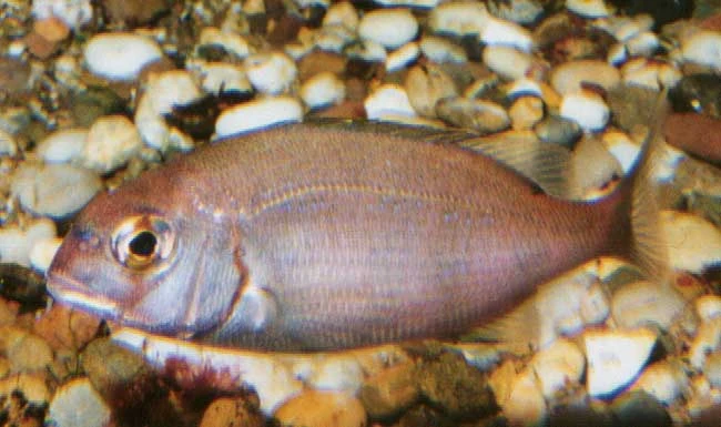Couchs Sea Bream
