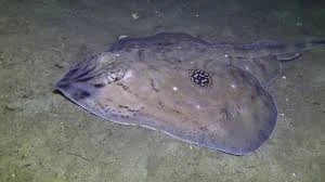 Cuckoo Ray