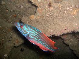 Cuckoo Wrasse