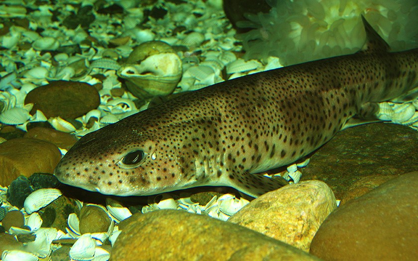 Dogfish (Greater-spotted)