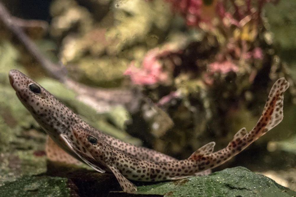 Dogfish (Lesser-spotted)