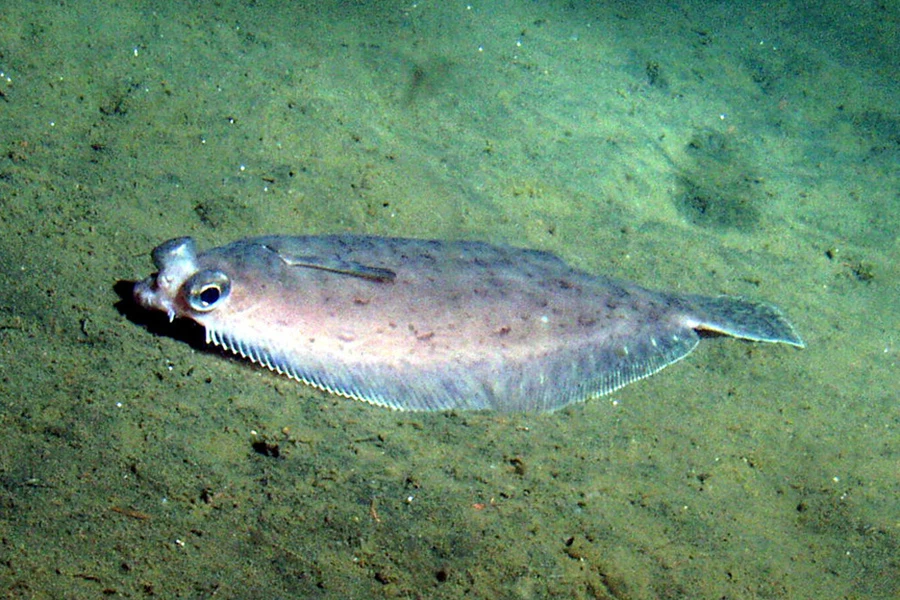 Dover Sole