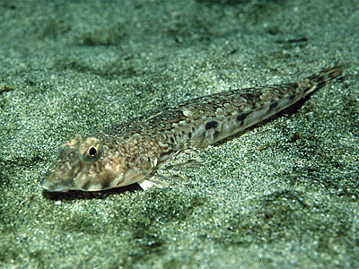 Dragonet