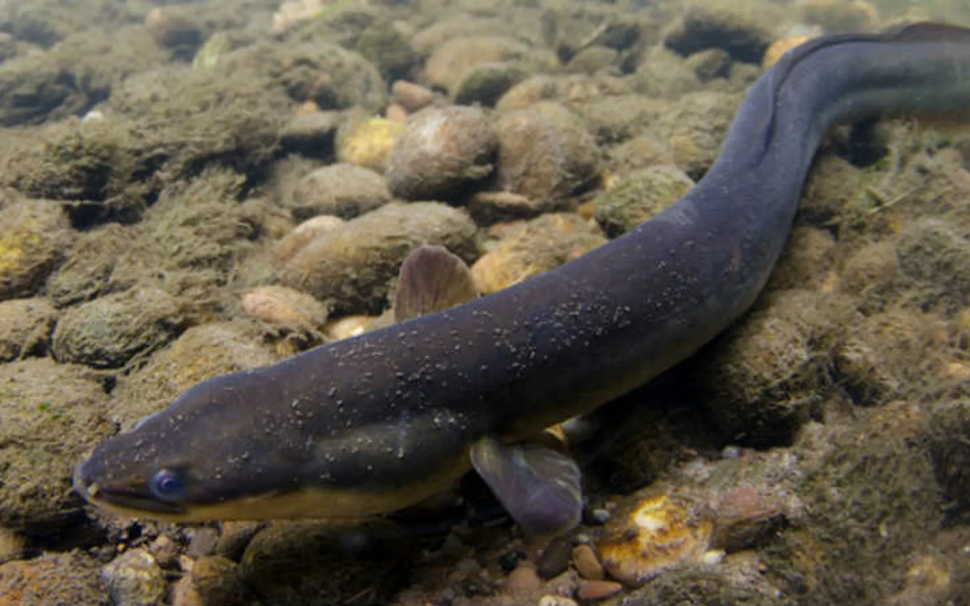 Eel
