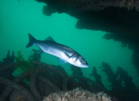 European Sea Bass