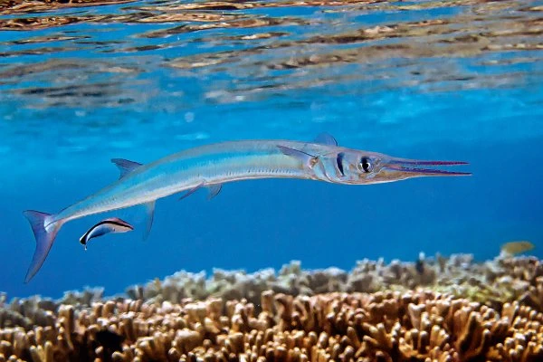 Garfish