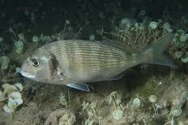 Gilt-head Bream
