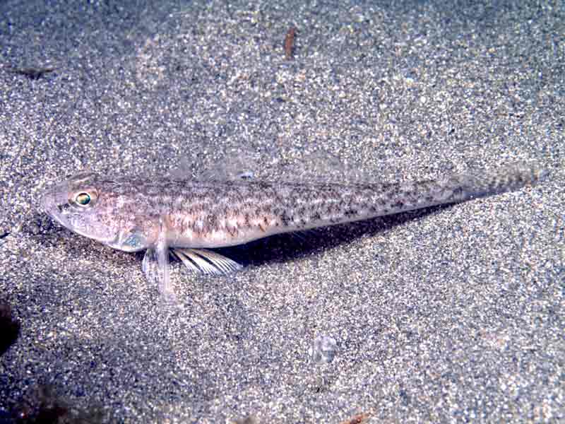 Goby