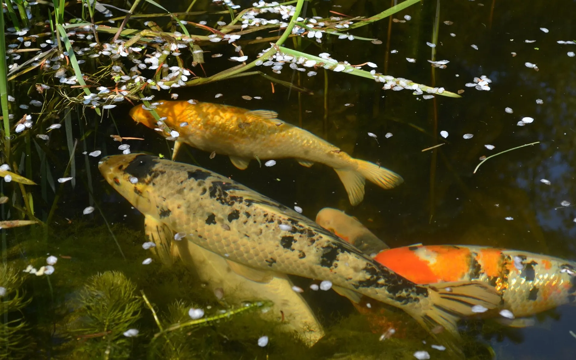 Goldfish & Koi Carp