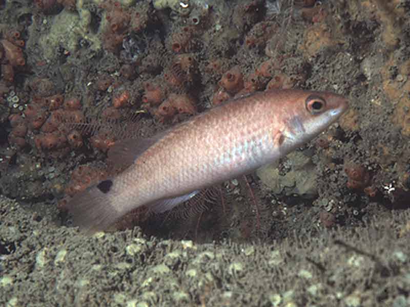 Goldsinny Wrasse