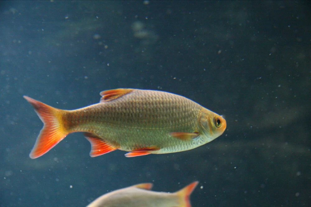 Rudd ( Common )