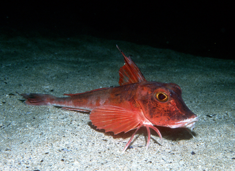 Gurnard ( Red )