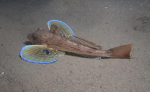 Gurnard ( Tub )